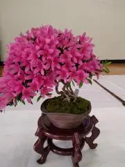 Masaの画像