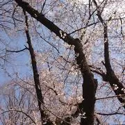 ｋｏｔｏｒｉの画像