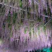 Hanaの画像