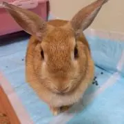 よしかずあにひの画像