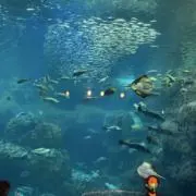 かなの画像