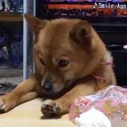 kojiji