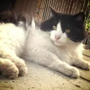 ろんまきの画像