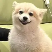 ぽんの画像
