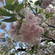 ハナモモの画像