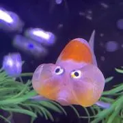きんぎょの画像