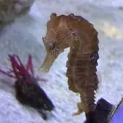 KoNaNaの画像
