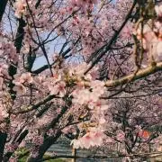 ごんべの画像