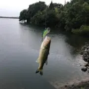 ソラの画像