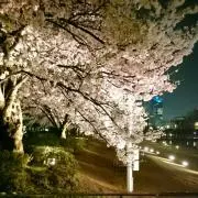 ぼたんの画像