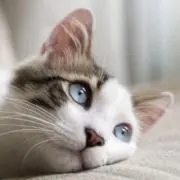 555の画像