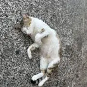 にゃんぴーの画像