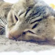 ちーやんの画像