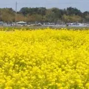 とらねこの画像