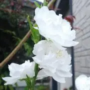 めぐの画像