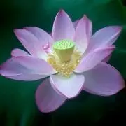 Water lily