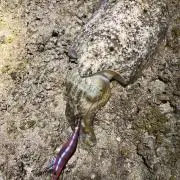 RINの画像