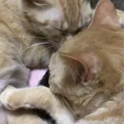 れい