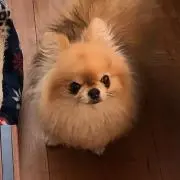 ダーオカ