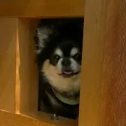 チップの画像