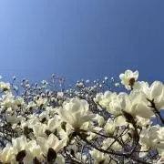 si ✶ 即購入歓迎！の画像