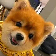 ぴょんすの画像
