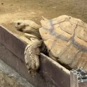 しまうまの画像