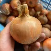 玉ねぎ1番awajishimaの画像
