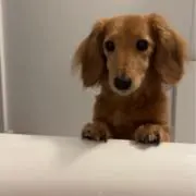 ひぃの画像