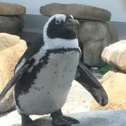 もーるるの画像