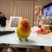 きなこの画像