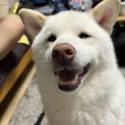 やすぞうの画像