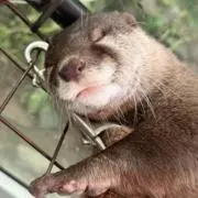 キャワウソの画像