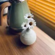 チロの画像