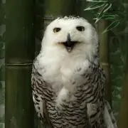 しろくろまるの画像