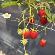 ぽぽーの画像