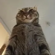 なえどの画像