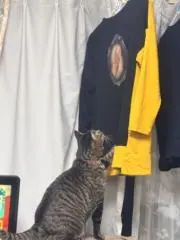 KAHUNA