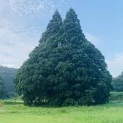 ふなっしー