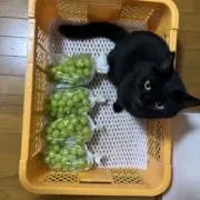 ikuraの画像