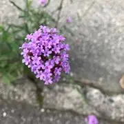 ゆき