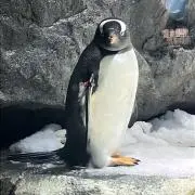 しずの画像