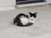 こいの画像