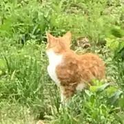 もちこの画像