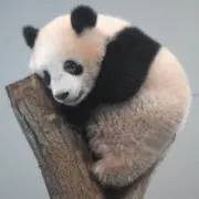 ペルの画像
