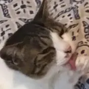 りんたんの画像