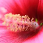 タクト