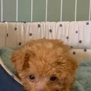 マーキュリーの画像