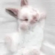 lsaの画像