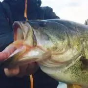 釣りキチの画像